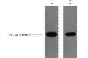 Western Blot analysis of 1 μg GFP fusion protein using GFP-Tag Polyclonal Antibody at dilution of 1) 1:5000 2) 1:1000. (GFP Tag antibody)