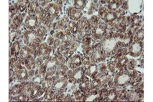 Image no. 2 for anti-Cadherin 2 (CDH2) antibody (ABIN1499625) (N-Cadherin antibody)