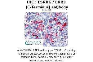 Image no. 1 for anti-Estrogen-Related Receptor gamma (ESRRG) antibody (ABIN1734157) (ESRRG antibody)