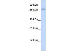 MAK antibody used at 1 ug/ml to detect target protein.