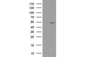Image no. 1 for anti-Protein Arginine Methyltransferase 2 (PRMT2) antibody (ABIN1500422) (PRMT2 antibody)