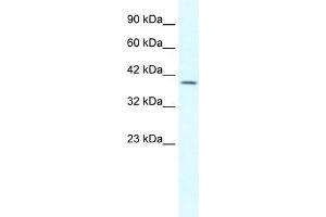 WB Suggested Anti-GBX2 Antibody Titration: 1. (GBX2 antibody  (Middle Region))