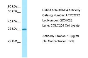 Western Blotting (WB) image for anti-Dehydrogenase/reductase (SDR Family) Member 4 (DHRS4) (N-Term) antibody (ABIN970511) (DHRS4 antibody  (N-Term))