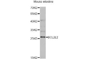 Western blot analysis of extracts of mouse intestine, using BCL2L2 antibody (ABIN6291794) at 1:1000 dilution. (BCL2L2 antibody)