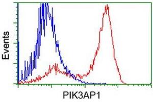 HEK293T cells transfected with either RC214125 overexpress plasmid (Red) or empty vector control plasmid (Blue) were immunostained by anti-PIK3AP1 antibody (ABIN2453456), and then analyzed by flow cytometry. (PIK3AP1 antibody)