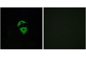 Immunofluorescence analysis of A549 cells, using OR2D2 Antibody. (Olfactory Receptor, Family 2, Subfamily D, Member 2 (OR2D2) (AA 231-280) antibody)