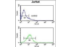 MYO1A Antibody (Center ) (ABIN391517 and ABIN2841478) flow cytometry analysis of Jurkat cells (bottom histogram) compared to a negative control cell (top histogram). (Myosin IA antibody  (AA 276-304))