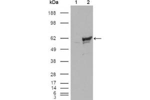 Western Blotting (WB) image for anti-Checkpoint Kinase 1 (CHEK1) antibody (ABIN1843153) (CHEK1 antibody)