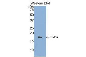 Western Blotting (WB) image for anti-Sema Domain, Immunoglobulin Domain (Ig), Transmembrane Domain (TM) and Short Cytoplasmic Domain, (Semaphorin) 4D (SEMA4D) (AA 502-636) antibody (ABIN1860525)