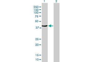 Western Blot analysis of FMNL3 expression in transfected 293T cell line by FMNL3 MaxPab polyclonal antibody. (Formin-Like 3 antibody  (AA 1-347))