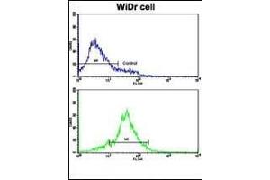 Flow cytometric analysis of WiDr cells using HSP90AB1 Antibody (Center)(bottom histogram) compared to a negative control cell (top histogram). (HSP90AB1 antibody  (AA 438-465))