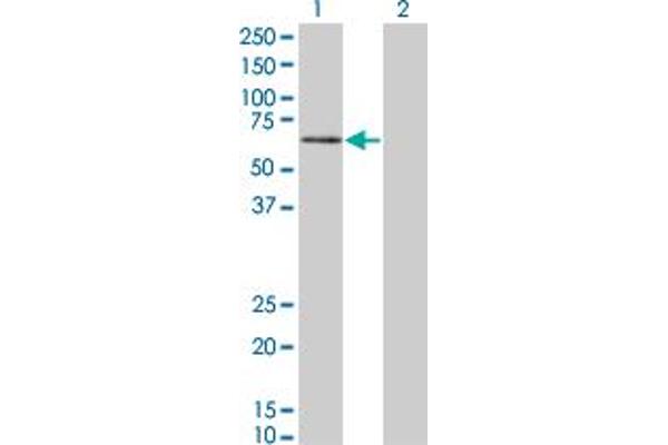 PKNOX1 antibody  (AA 2-100)