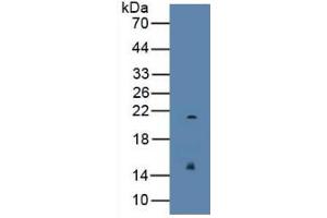 Western Blotting (WB) image for Regenerating Islet Derived Protein 3 gamma (REG3g) ELISA Kit (ABIN6720589)
