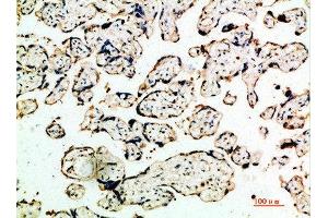 Immunohistochemical analysis of paraffin-embedded human-placenta, antibody was diluted at 1:200 (DDT antibody  (AA 50-90))