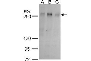 WB Image ZO-1 antibody detects ZO-1 protein by western blot analysis. (TJP1 antibody  (C-Term))