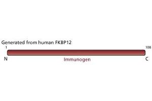 Image no. 1 for anti-FK506 Binding Protein 1A, 12kDa (FKBP1A) (AA 1-108) antibody (ABIN968189) (FKBP1A antibody  (AA 1-108))
