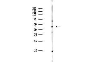 anti-Bone Morphogenetic Protein 10 (BMP10) (Internal Region) antibody