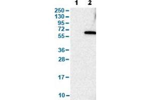 Western Blot analysis of (1) Negative control (vector only transfected HEK293T lysate), and (2) Over-expression lysate (Co-expressed with a C-terminal myc-DDK tag (~3. (CYP4B1 antibody  (AA 64-186))
