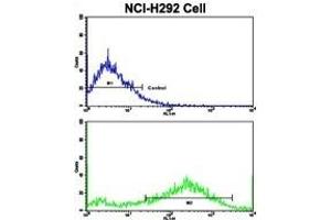 Flow cytometric analysis of NCI- cells using S Antibody (C-term)(bottom histogram) compared to a negative control cell (top histogram). (Osteopontin antibody  (C-Term))