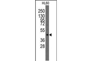 Western blot analysis of anti-Lmx1a Pab in HL60 cell line lysates (35ug/lane). (LMX1A antibody  (AA 130-159))