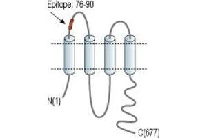 anti-Pannexin 2 (PANX2) (1st Extracellular Loop), (AA 76-90) antibody