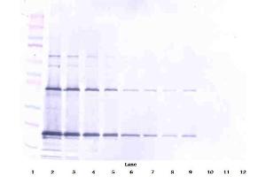 Western Blot (Unreduced) using CD253 / TRAIL antibody (TRAIL antibody)