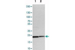 Western blot analysis of cell lysates with YIF1A polyclonal antibody  at 1:250-1:500 dilution.