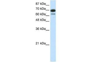 WB Suggested Anti-ELL Antibody Titration: 7. (ELL antibody  (C-Term))