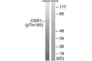 Western Blotting (WB) image for anti-Odd-Skipped Related 1 (OSR1) (pThr185) antibody (ABIN1847632) (OSR1 antibody  (pThr185))