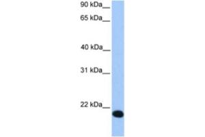 Western Blotting (WB) image for anti-Zinc Finger Protein 833 (ZNF833) antibody (ABIN2463333) (LOC401898 antibody)