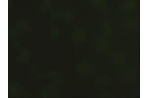 Immunofluorescent staining of HeLa cells using anti-SOX17 mouse monoclonal antibody (ABIN2452368). (SOX17 antibody  (AA 177-414))