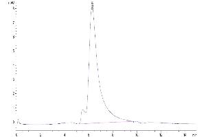 The purity of Human Beta Klotho is greater than 95 % as determined by SEC-HPLC. (Klotho beta Protein (KLB) (His tag))