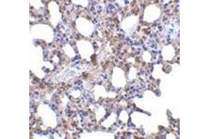 Immunohistochemistry of Blimp-1 in mouse lung tissue with Blimp-1 antibody at 5 μg/ml. (PRDM1 antibody  (N-Term))