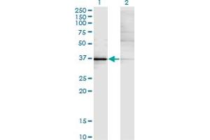 Western Blot analysis of KLF15 expression in transfected 293T cell line by KLF15 monoclonal antibody (M02), clone 1F3. (KLF15 antibody  (AA 1-78))