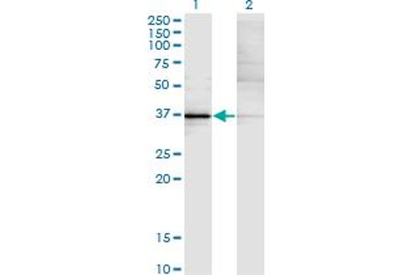 KLF15 抗体  (AA 1-78)