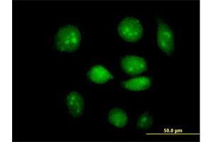 Immunofluorescence of purified MaxPab antibody to ARID3A on HeLa cell. (ARID3A antibody  (AA 1-593))