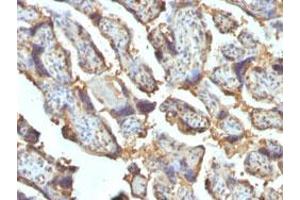 Immunohistochemical staining (Formalin-fixed paraffin-embedded sections) of human placenta with LGALS13 monoclonal antibody, clone PP13/1162 . (LGALS13 antibody  (AA 23-134))