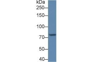 Detection of POSTN in BXPC3 cell lysate using Polyclonal Antibody to Periostin (POSTN) (Periostin antibody  (AA 370-494))