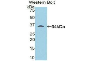 Western Blotting (WB) image for anti-V-Rel Reticuloendotheliosis Viral Oncogene Homolog B (RELB) (AA 176-436) antibody (ABIN1860430) (RELB antibody  (AA 176-436))