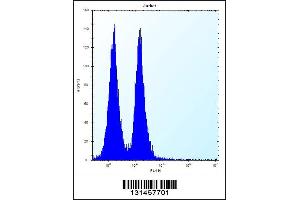Flow cytometric analysis of Jurkat cells (right histogram) compared to a negative control cell (left histogram). (MAFB antibody  (C-Term))