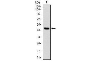 Western Blotting (WB) image for anti-Protein Phosphatase 2A Activator, Regulatory Subunit 4 (PPP2R4) antibody (ABIN1108715) (PPP2R4 antibody)