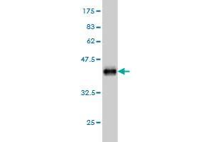 Western Blot detection against Immunogen (34. (FLVCR antibody  (AA 1-83))