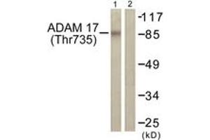 Western blot analysis of extracts from K562 cells treated with UV 5', using ADAM 17 (Phospho-Thr735) Antibody. (ADAM17 antibody  (pThr735))