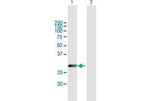 Western Blot analysis of METAP1 expression in transfected 293T cell line by METAP1 MaxPab polyclonal antibody. (METAP1 antibody  (AA 1-272))