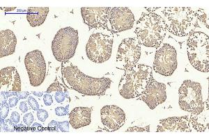 Immunohistochemical analysis of paraffin-embedded mouse testis tissue. (TGFB1 antibody  (AA 310-390))