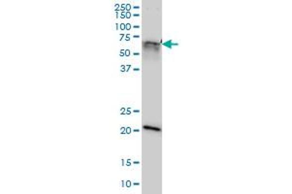GATAD2A anticorps  (AA 26-134)