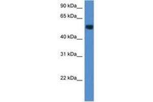 Image no. 1 for anti-Carbohydrate (N-Acetylglucosamine-6-O) Sulfotransferase 2 (CHST2) (AA 230-279) antibody (ABIN6747221) (CHST2 antibody  (AA 230-279))
