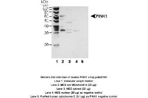 Image no. 1 for anti-PTEN Induced Putative Kinase 1 (PINK1) (AA 1-50), (N-Term) antibody (ABIN363489) (PINK1 antibody  (N-Term))
