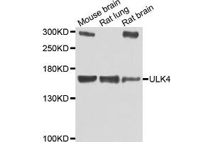 Western blot analysis of extracts of various cell lines, using ULK4 antibody (ABIN5975557) at 1/1000 dilution. (ULK4 antibody)
