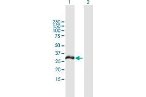 Western Blot analysis of MCTP2 expression in transfected 293T cell line by MCTP2 MaxPab polyclonal antibody. (MCTP2 antibody  (AA 1-306))